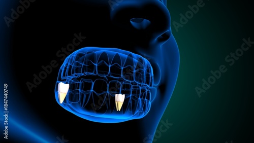Teeth molar anatomy. 3d illustrations