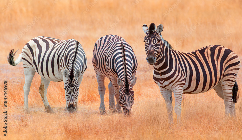 Obraz premium Zebra standing in yellow grass on Safari watching, Africa savannah - Etosha National Park, Namibia