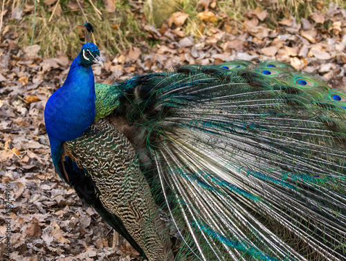 Paon bleu