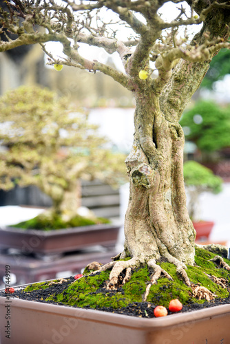 Bonsai tree in details and close up