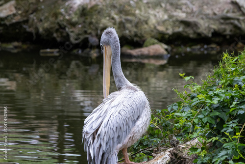 Pélican à dos rose
