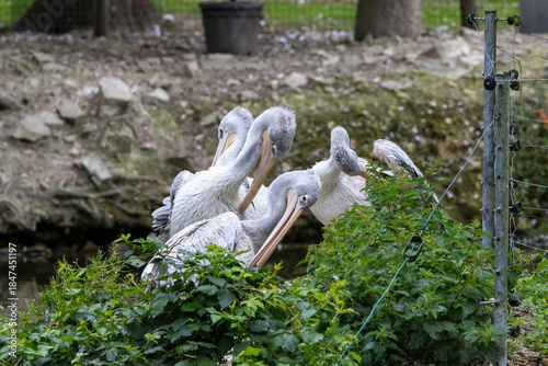 Pélican à dos rose