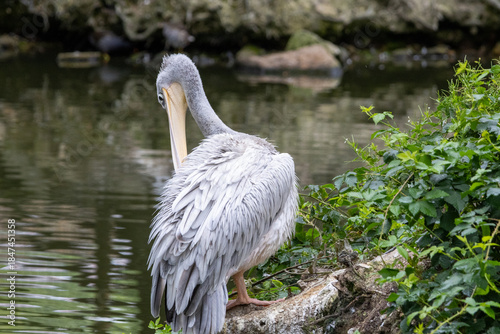 Pélican à dos rose