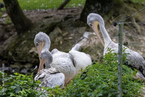 Pélican à dos rose