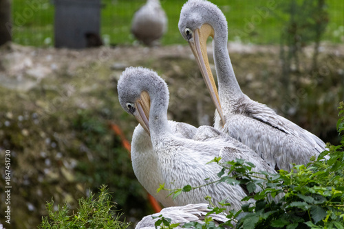 Pélican à dos rose