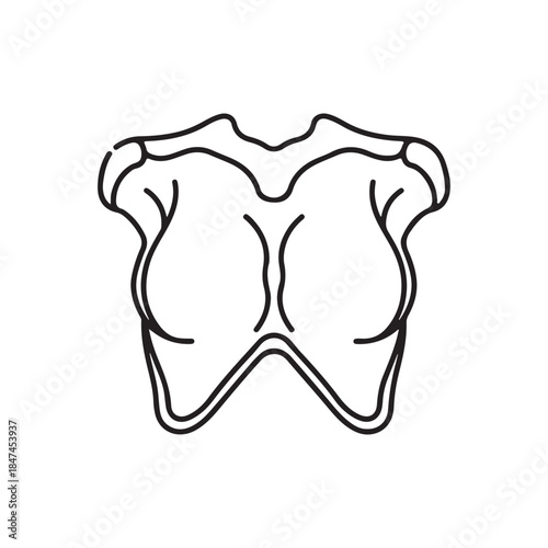 Sternum vector icon in linear, outline style isolated on white background

