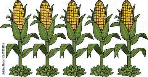 Row of Corn Plants Illustration Showing Maize Crop Growth for Agriculture, Farming and Harvest Concepts Isolated on White Background