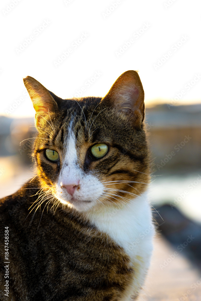 Naklejka premium Close-up of tabby cat with green eyes and white facial markings—captured in warm natural light with soft background blur and serene outdoor atmosphere.
