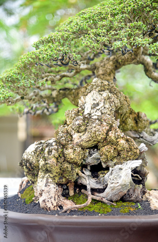 Bonsai tree in details and close up