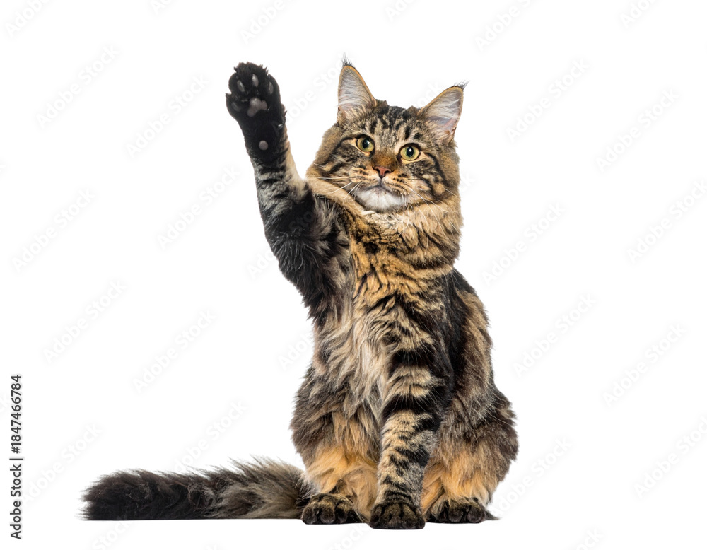 Obraz premium - Playful cat giving high five with raised paw, front-view pet portrait on white