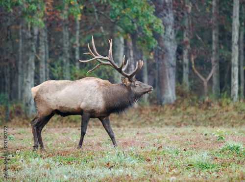 Bull Elk Walking Through Autumn Forest During Rut in Pennsylvania