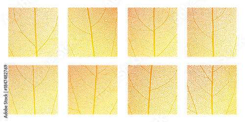 Leaf vein cell skeleton texture abstract background set with close up plant leaf cells structure pattern vector illustration. Macro orange leaf vein skeleton organic lattice natural foliage texture.