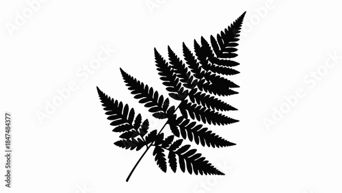 Elegant black fern frond silhouette on a clean white background