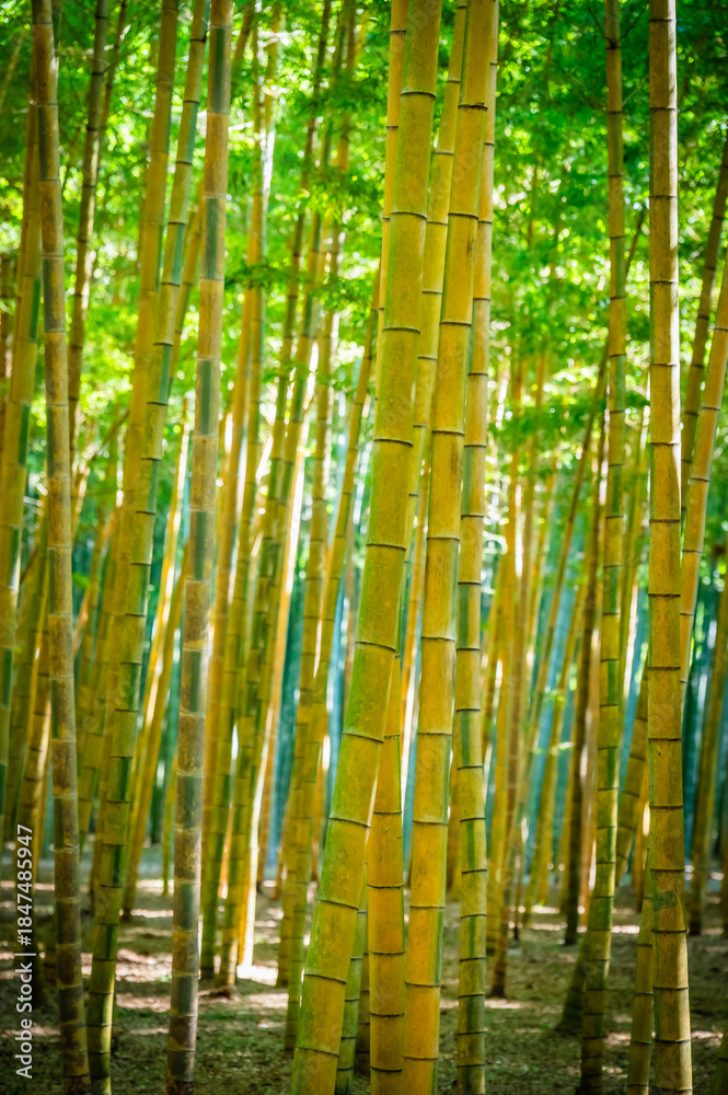 Fototapeta premium Sunny Bamboo Forest at Wakayake no Mori in Tochigi, Japan