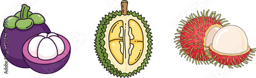 Flat vector illustration of tropical fruits mangosteen durian and rambutan