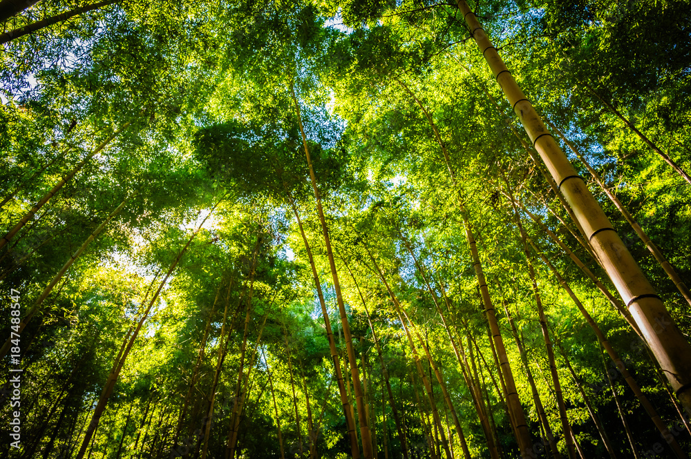 Obraz premium Sunny Bamboo Forest at Wakayake no Mori in Tochigi, Japan
