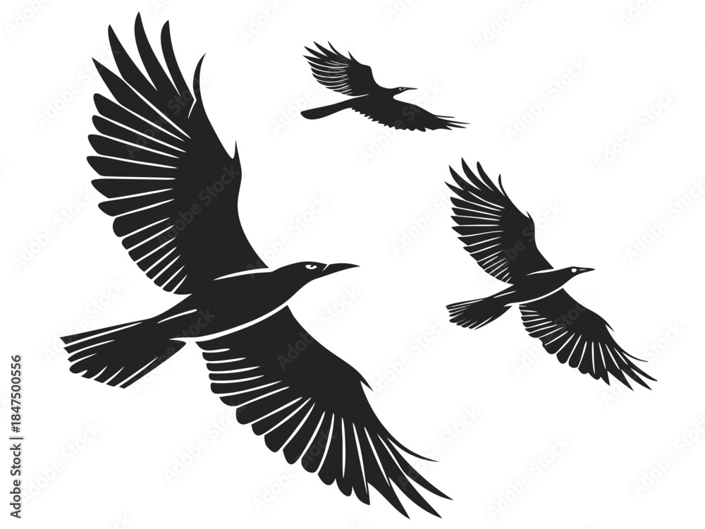 Fototapeta premium Three black birds flying in formation with wings spread