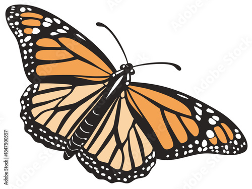 A beautiful monarch butterfly with open wings