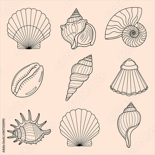 Various seashells in elegant line art style