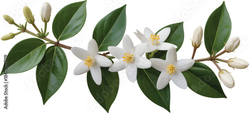 Realistic jasmine vine PNG with white star-shaped blossoms and buds