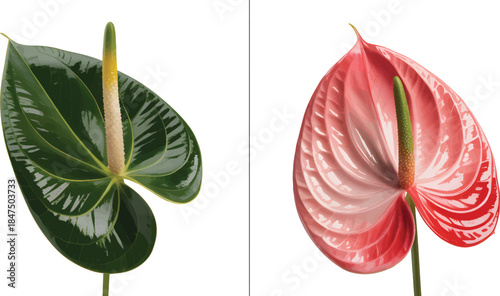 Realistic anthurium leaf and flower PNG pairing with glossy finish