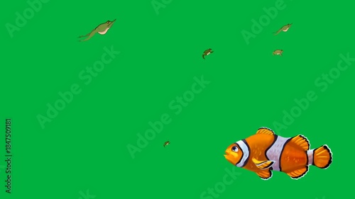 Underwater 2d animated cartoon animation tropical fish on green screen chromakey background perfect for ocean or aquarium scenes.