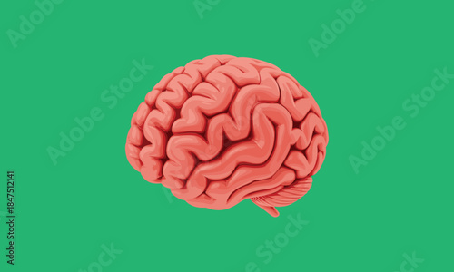 Human brain anatomy illustration isolated on green background, neuroscience concept, medical education, cognition, psychology, intelligence, neural science artwork digital realistic