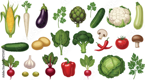 A detailed vector collection of fresh organic vegetables featuring corn, eggplant, artichoke, broccoli, cauliflower, peppers, mushrooms, and healthy garden greens.