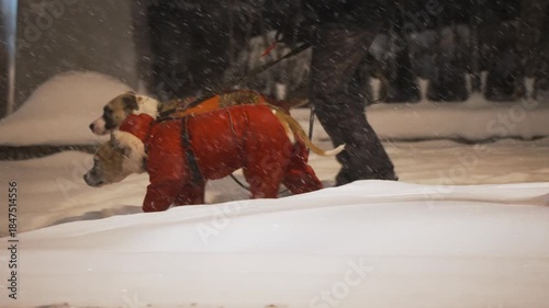 Two pitbulls wearing winter coats walk on a leash with their owner through a heavy snowstorm at night, crossing a street illuminated by car headlights in the midst of a blizzard