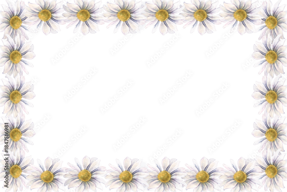 Fototapeta premium Horizontal frame with chrysanthemums. Hand-painted watercolor botanical illustration isolated on white background for invitations, branding, packaging, cards, wedding design, elegant botanical project