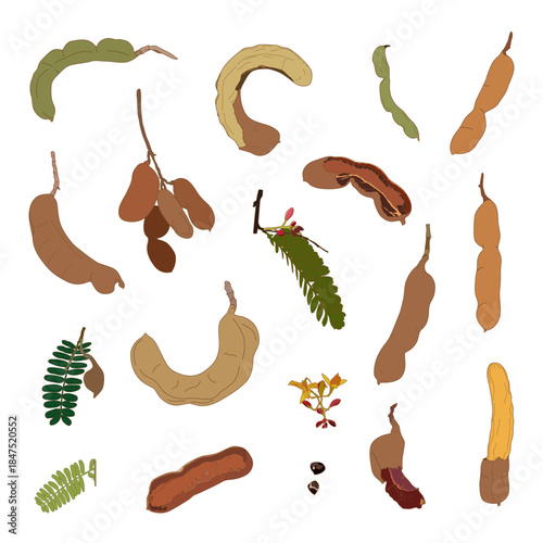 Vector illustration set of tamarind fruit design. Whole and opened pod with pulp. Seeds and green leaves