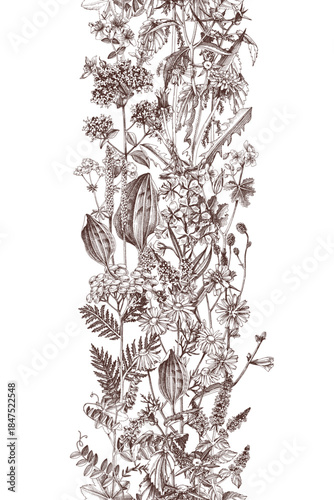 Medicinal plants vector seamless border