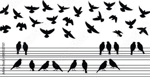 Black and White Birds Silhouettes Sitting on Music Staff Lines Vector Illustration, Flying Avian Flock, Songbirds, and Creative Musical Nature Abstract Graphic Design Elementv