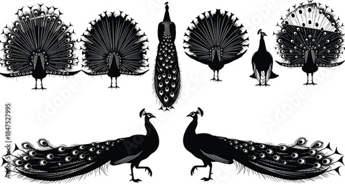 Collection of Decorative Peacock Silhouettes Vector Illustration Set, Bird Showing Feathers, Standing, Walking, and Full Display Poses, Black and White