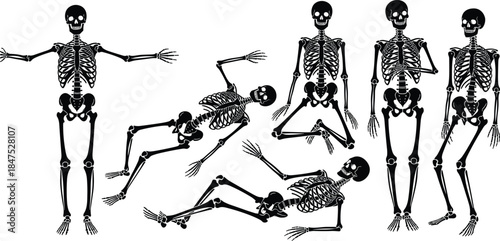 Collection of human skeleton silhouettes, showing various standing and lying poses, vector illustration set for anatomy, medical, Halloween, and biological concepts, isolated.