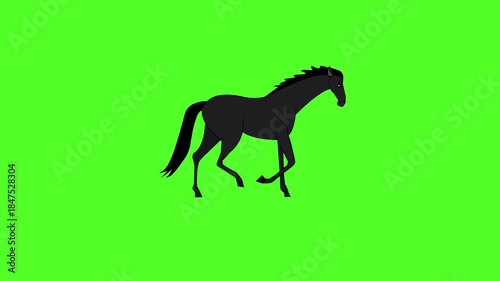 Black horse running on green screen background