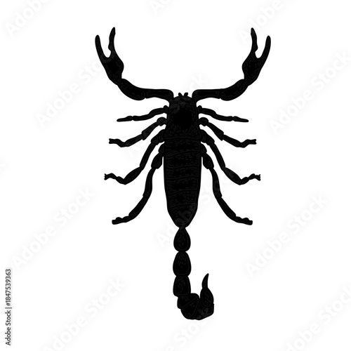 Scorpion black silhouette with body and pincers vector illustration. Graphic element for Scorpio zodiac sign or nature theme. Monochrome shape of a dangerous insect.