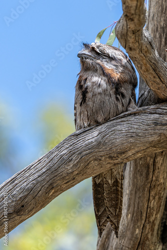 Tawny frogmouth at Tangari Regional Park