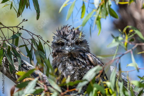 Canvastavla Tawny frogmouth chick camouflaged amongst eucalyptus leaves at Tangari Regional