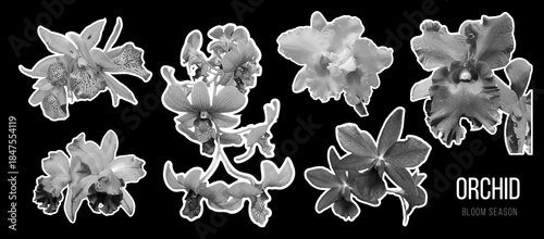 Orchid flowers collage set with photo cutout shapes, halftone texture. Retro modern floral elements for posters, branding, packaging, social media. Vector illustration on black