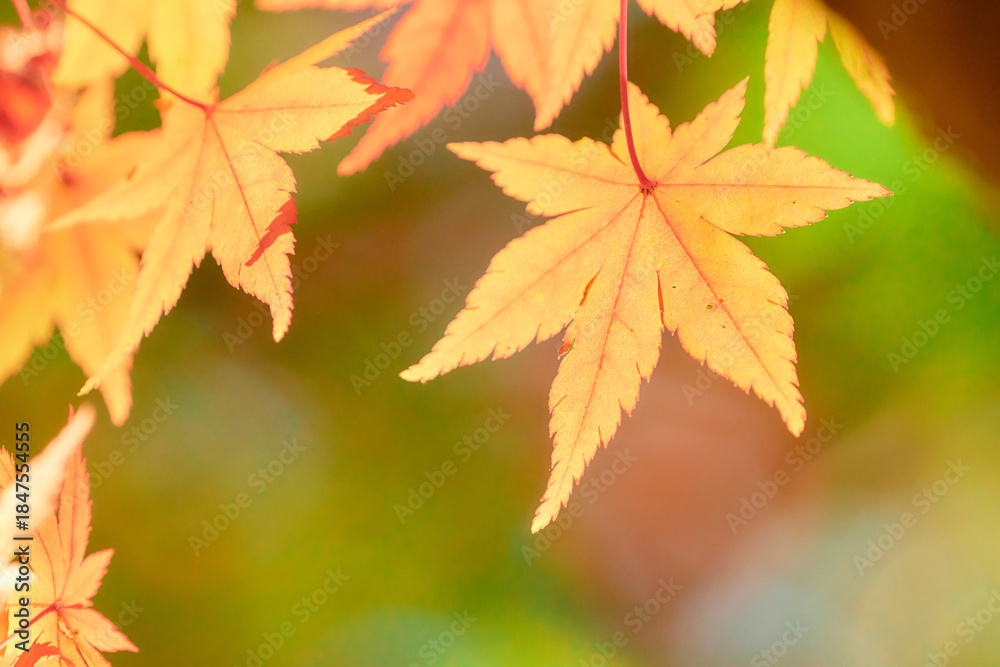 Fototapeta premium 鮮やかなオレンジ色に色づくモミジの葉紅葉