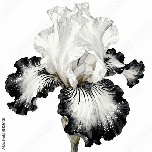 The Rare Velvet Bloom Iris nigricans isolated watercolor vector illustration svg