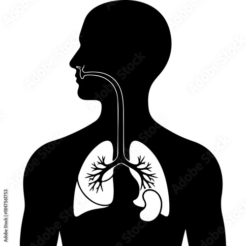 Human respiratory system anatomy with transparent background