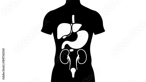 Human anatomy outline with transparent background