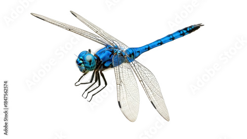 Canvas Print Isolated dragonfly close-up in vibrant blue color, wings open in mid-flight post