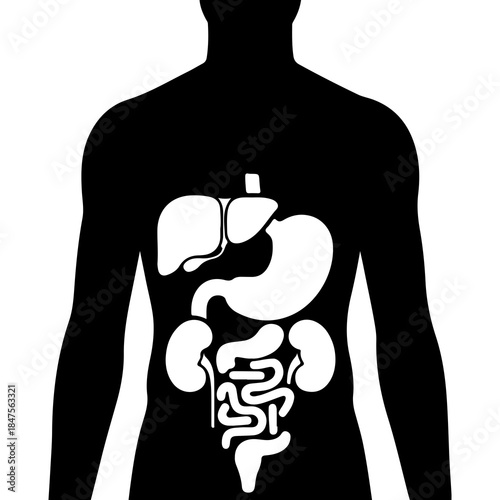 Human anatomy organs outline with transparent background