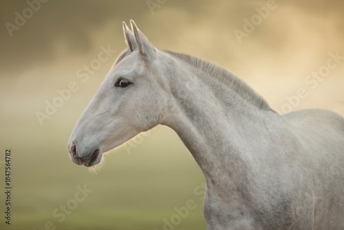 A graceful white PRE horse is captured in profile