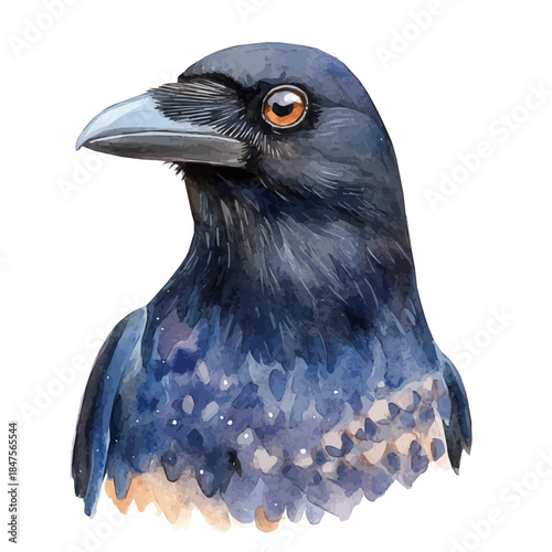 Crow, detailed watercolor clipart vector, isolated on a pure white background.