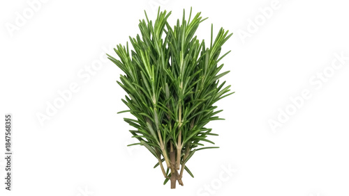 Fotografi Isolated bunch of fresh rosemary herb with aromatic leaves and stems, aromatic i