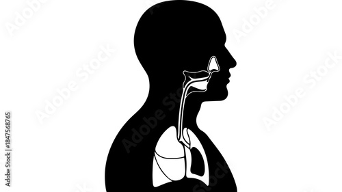 Human respiratory system anatomy with transparent background